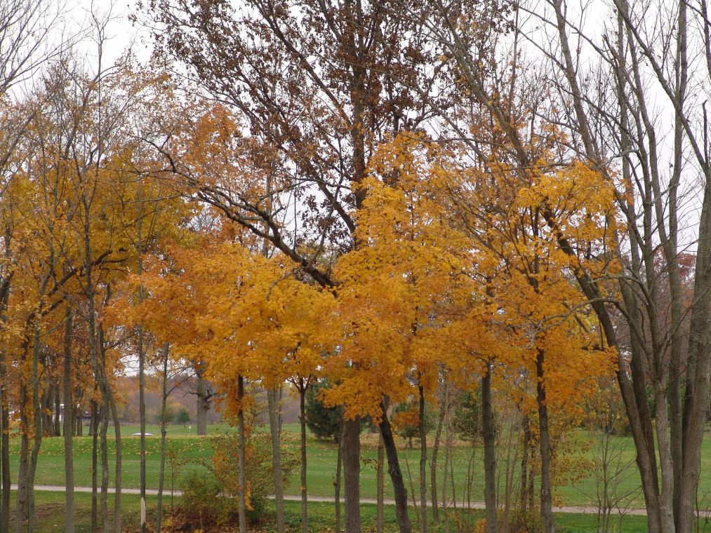 Oakhaven Fall Pics 010