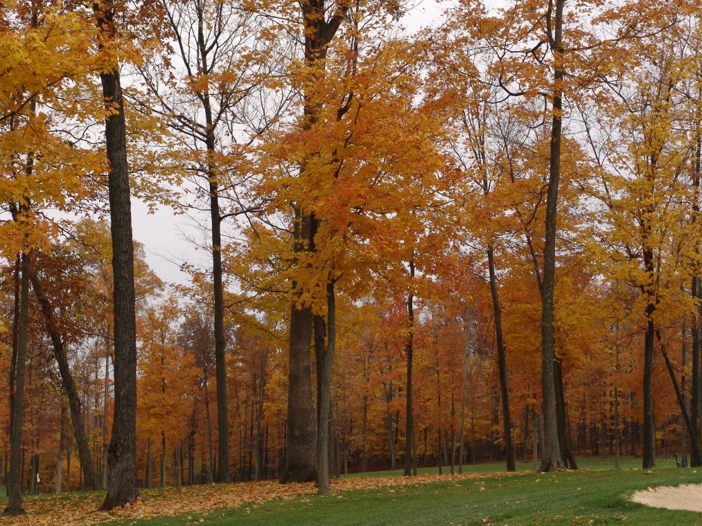 Oakhaven Fall Pics 034