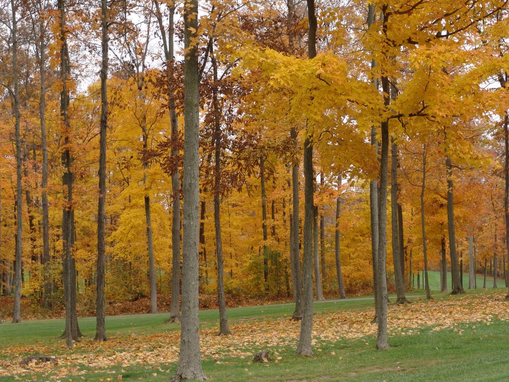 Oakhaven Fall Pics 035
