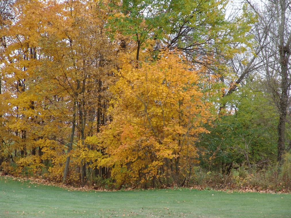Oakhaven Fall Pics 062