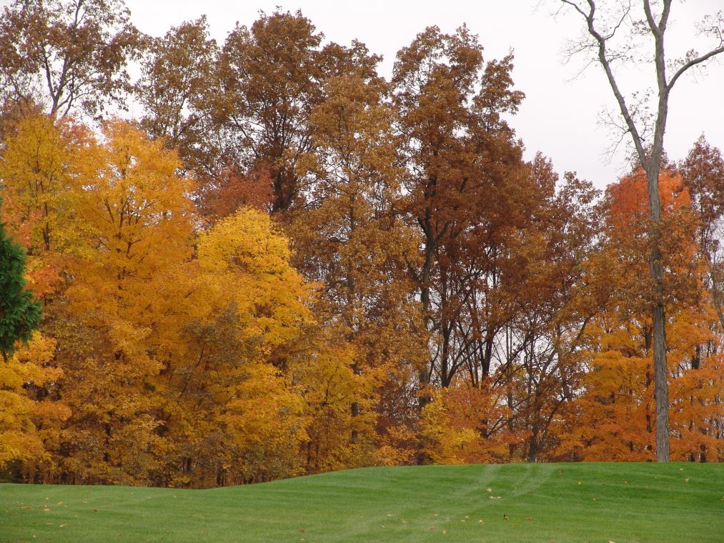 Oakhaven Fall Pics 065