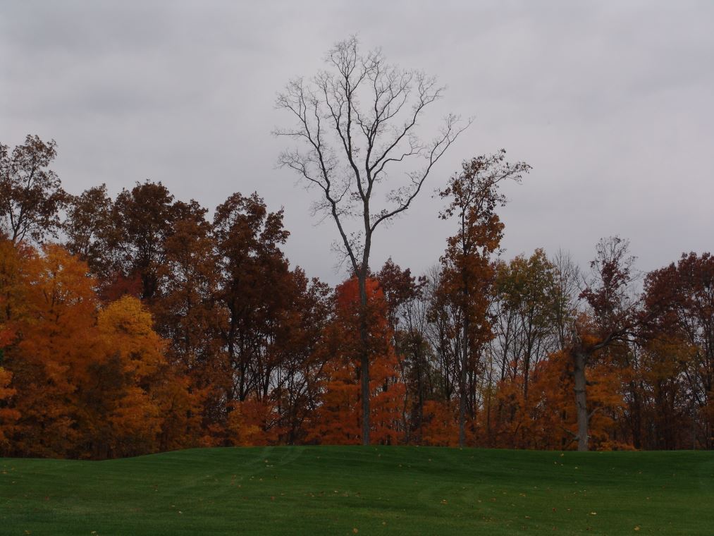 Oakhaven Fall Pics 066